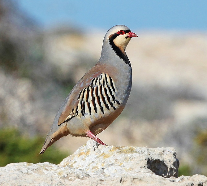 Chukar partridge